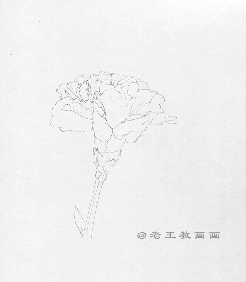 手繪一朵康乃馨，零基礎(chǔ)也能學(xué)會(huì)畫