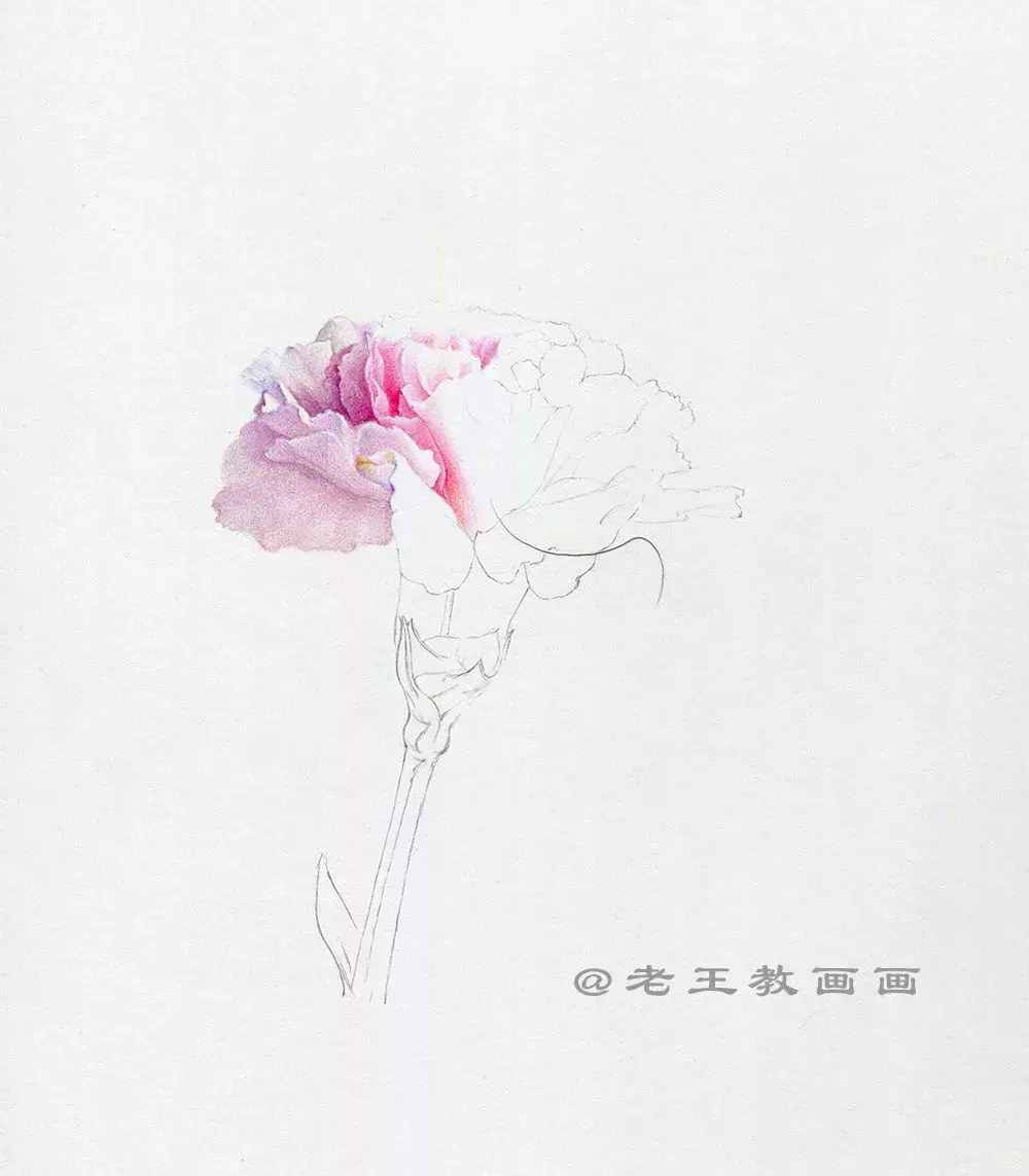 手繪一朵康乃馨，零基礎(chǔ)也能學(xué)會(huì)畫