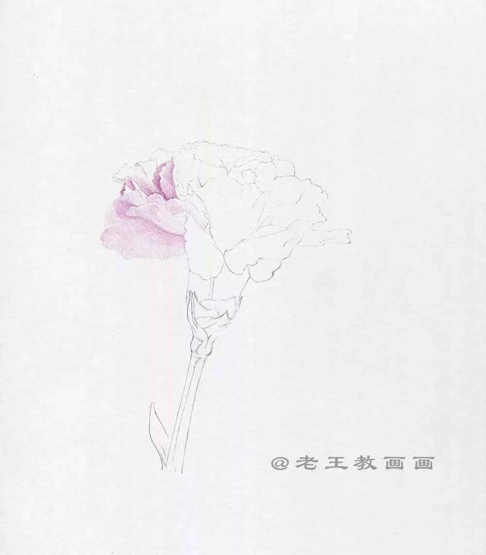手繪一朵康乃馨，零基礎(chǔ)也能學(xué)會(huì)畫