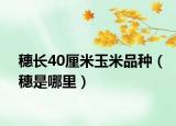 穗長(zhǎng)40厘米玉米品種（穗是哪里）