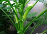 今日更新黃秋葵的種植方法（黃秋葵的種植方法是什么）
