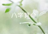 今日更新免費(fèi)稱骨算命（免費(fèi)算命八字算終身）