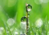今日更新春雨像什么一樣輕輕地落到地上（春雨滴滴灑新綠）