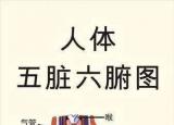 今日更新五臟六腑的功能（人體中運行的功能關(guān)系）
