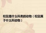 松鼠是什么科類(lèi)的動(dòng)物（松鼠屬于什么科動(dòng)物）