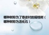 哪種樹(shù)稱為了懸崖村的搖錢樹(shù)（哪種樹(shù)稱為活化石）