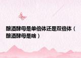 釀酒酵母是單倍體還是雙倍體（釀酒酵母是啥）
