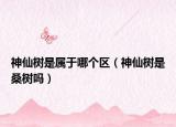神仙樹是屬于哪個(gè)區(qū)（神仙樹是桑樹嗎）