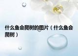 什么魚會爬樹的圖片（什么魚會爬樹）