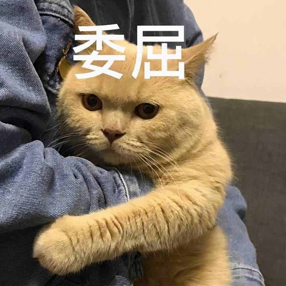 14個貓咪小故事：當陌生貓咪闖進家門，這些人的反應好暖心