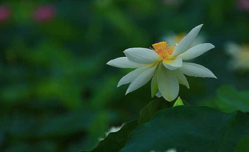 佛教常說的“菩提心”是什么意思？