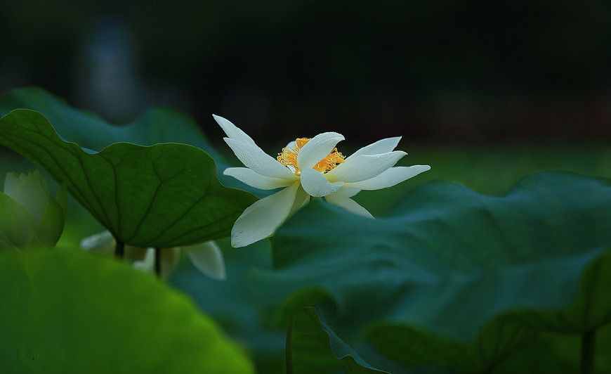 佛教常說的“菩提心”是什么意思？