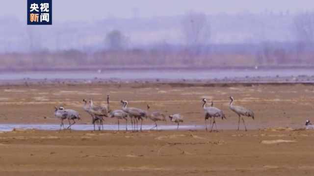 白鷺、白天鵝、紅嘴鷗……又到候鳥遷徙季 來看可愛的鳥兒們
