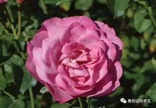 中國(guó)的國(guó)花是什么？結(jié)果有點(diǎn)吃驚！