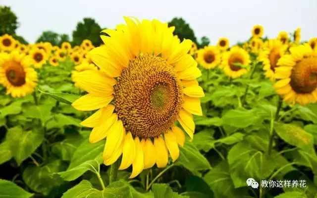 中國(guó)的國(guó)花是什么？結(jié)果有點(diǎn)吃驚！