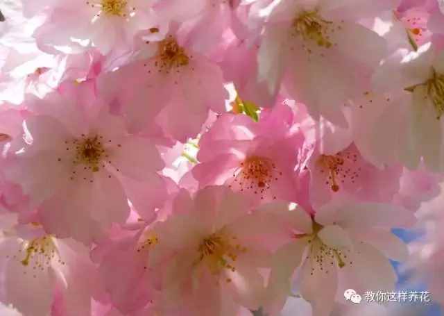 中國(guó)的國(guó)花是什么？結(jié)果有點(diǎn)吃驚！