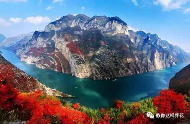 中國(guó)的國(guó)花是什么？結(jié)果有點(diǎn)吃驚！