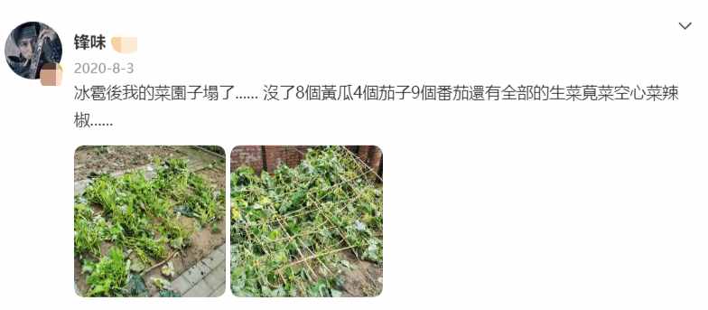 41歲謝霆鋒近況曝光，穿拖鞋蹲在菜地一臉無奈，為空心菜打傘