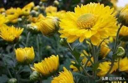 四副重陽(yáng)節(jié)對(duì)聯(lián)，上聯(lián)為舊聯(lián)，下聯(lián)新對(duì)，歡迎高手一起來重對(duì)