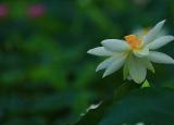 今日更新菩提心（菩提心是什么意思）