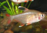 今日更新魚有心臟嗎（魚有心臟嗎 魚有耳朵嗎）