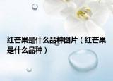 紅芒果是什么品種圖片（紅芒果是什么品種）