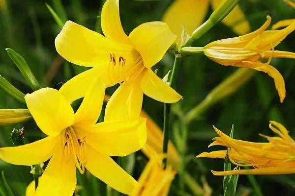 包含有“黃花”的四個詞組