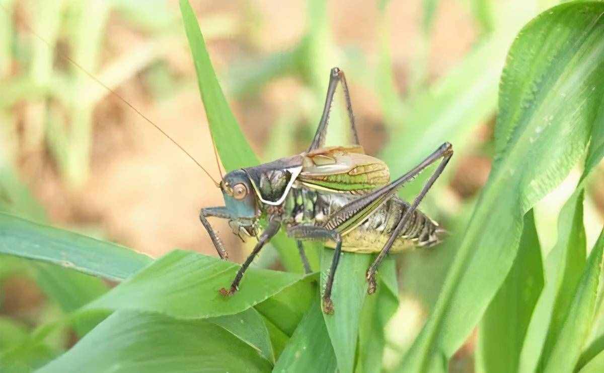 蟈蟈名字的來歷