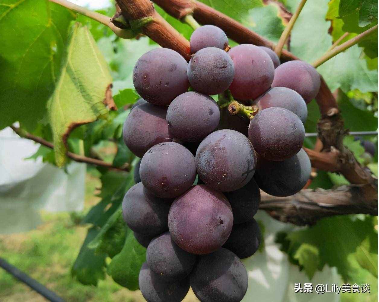 三伏天太熱，這6種堿性水果多吃，生津止渴又解暑，水分足口感好