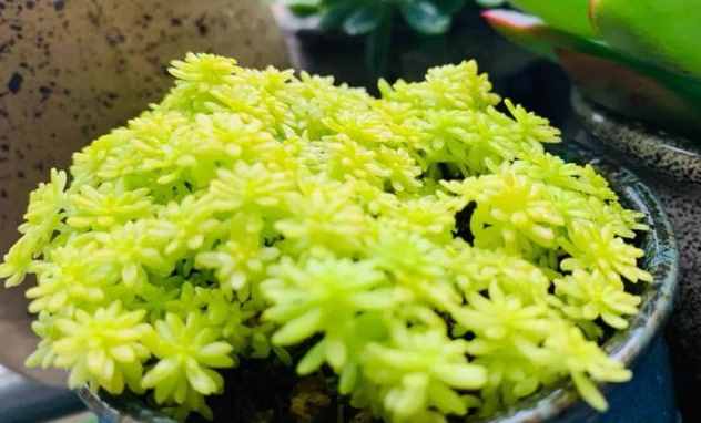 給多肉來場人工降雨，洗完澡瞬間變得晶瑩剔透，想咬上一口