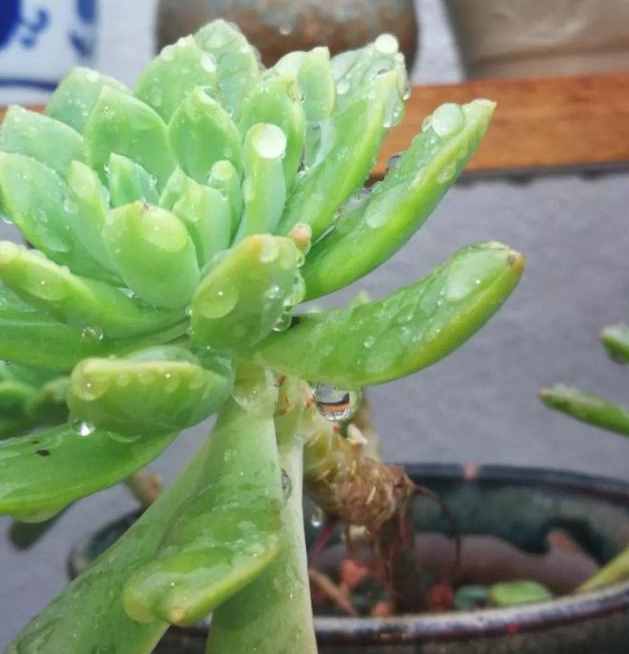 給多肉來場人工降雨，洗完澡瞬間變得晶瑩剔透，想咬上一口