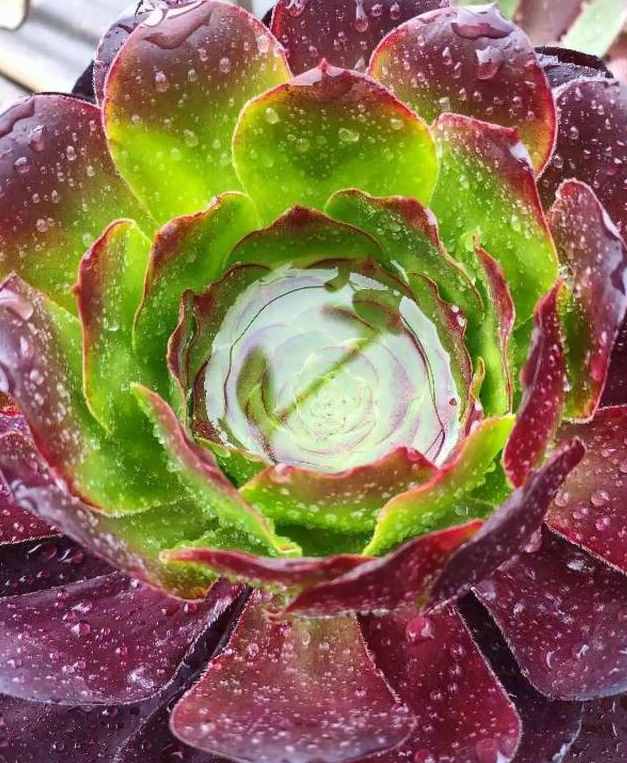給多肉來場人工降雨，洗完澡瞬間變得晶瑩剔透，想咬上一口