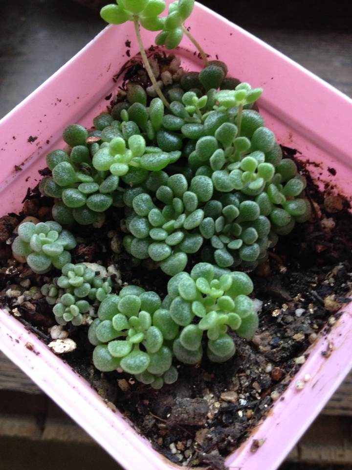給多肉來場人工降雨，洗完澡瞬間變得晶瑩剔透，想咬上一口
