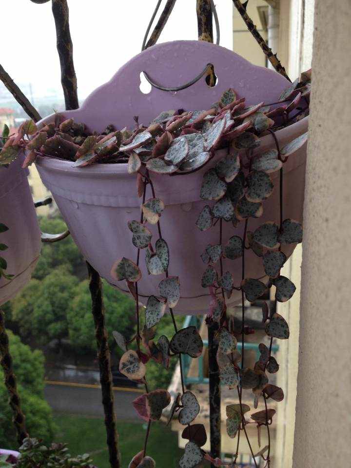 給多肉來場人工降雨，洗完澡瞬間變得晶瑩剔透，想咬上一口