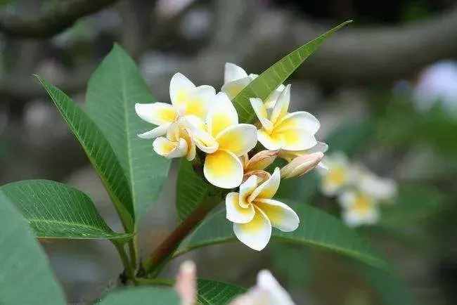 雞蛋花可以吃嗎？那做法和功效有哪些？這個(gè)值得了解