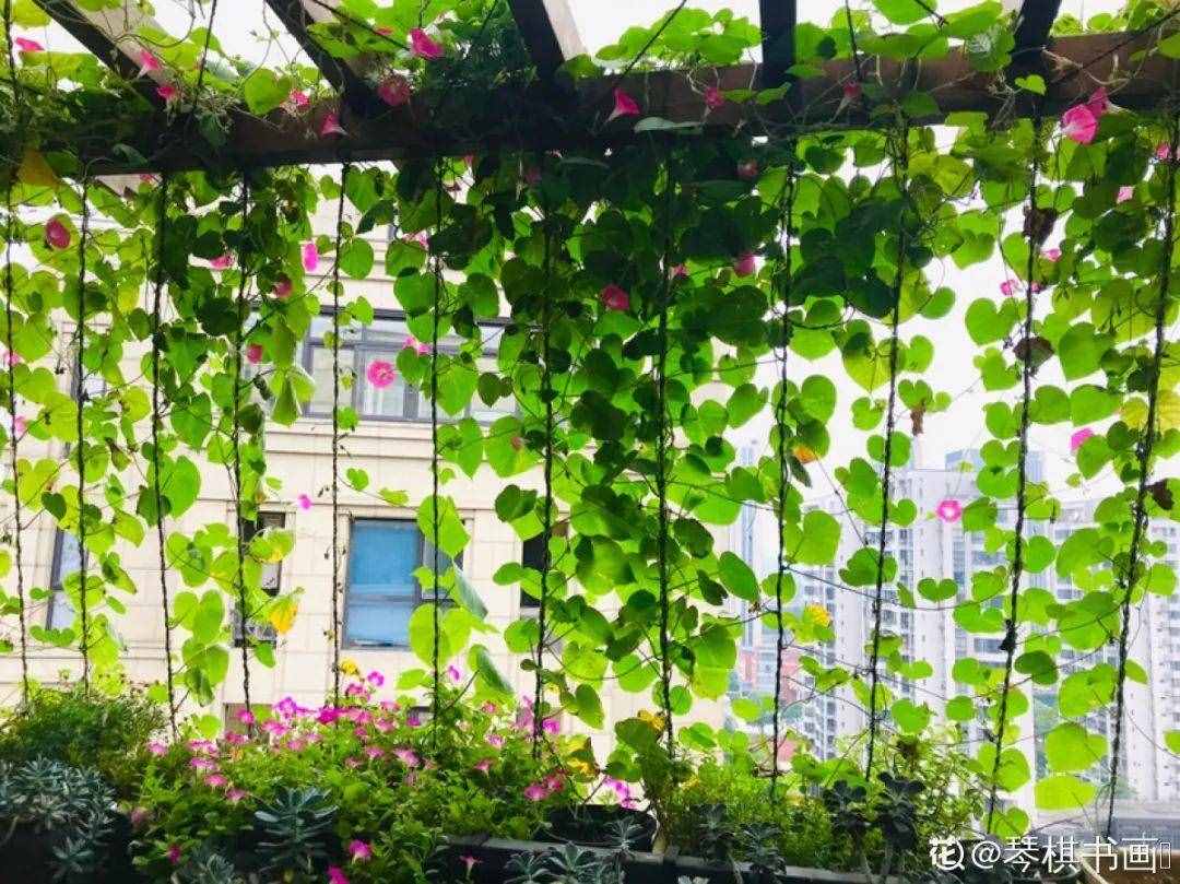 家里養(yǎng)些牽?；?，夏天變成綠窗簾，遮陰特涼快