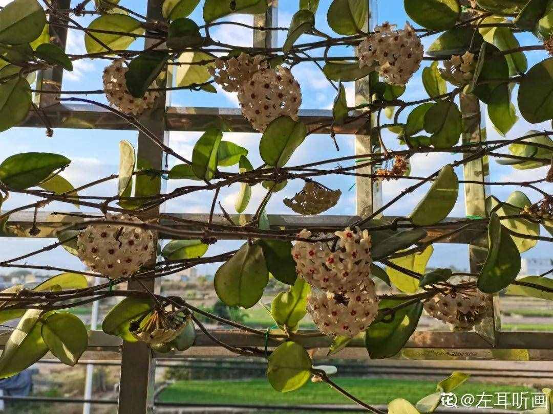 家里養(yǎng)些牽?；?，夏天變成綠窗簾，遮陰特涼快