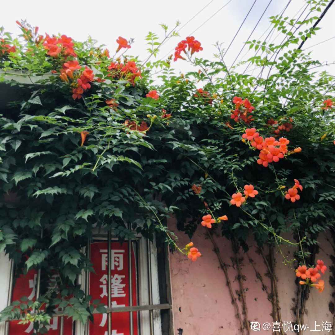家里養(yǎng)些牽?；?，夏天變成綠窗簾，遮陰特涼快