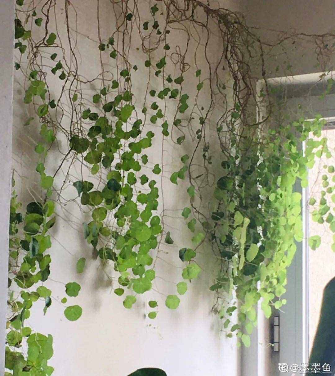 家里養(yǎng)些牽牛花，夏天變成綠窗簾，遮陰特涼快