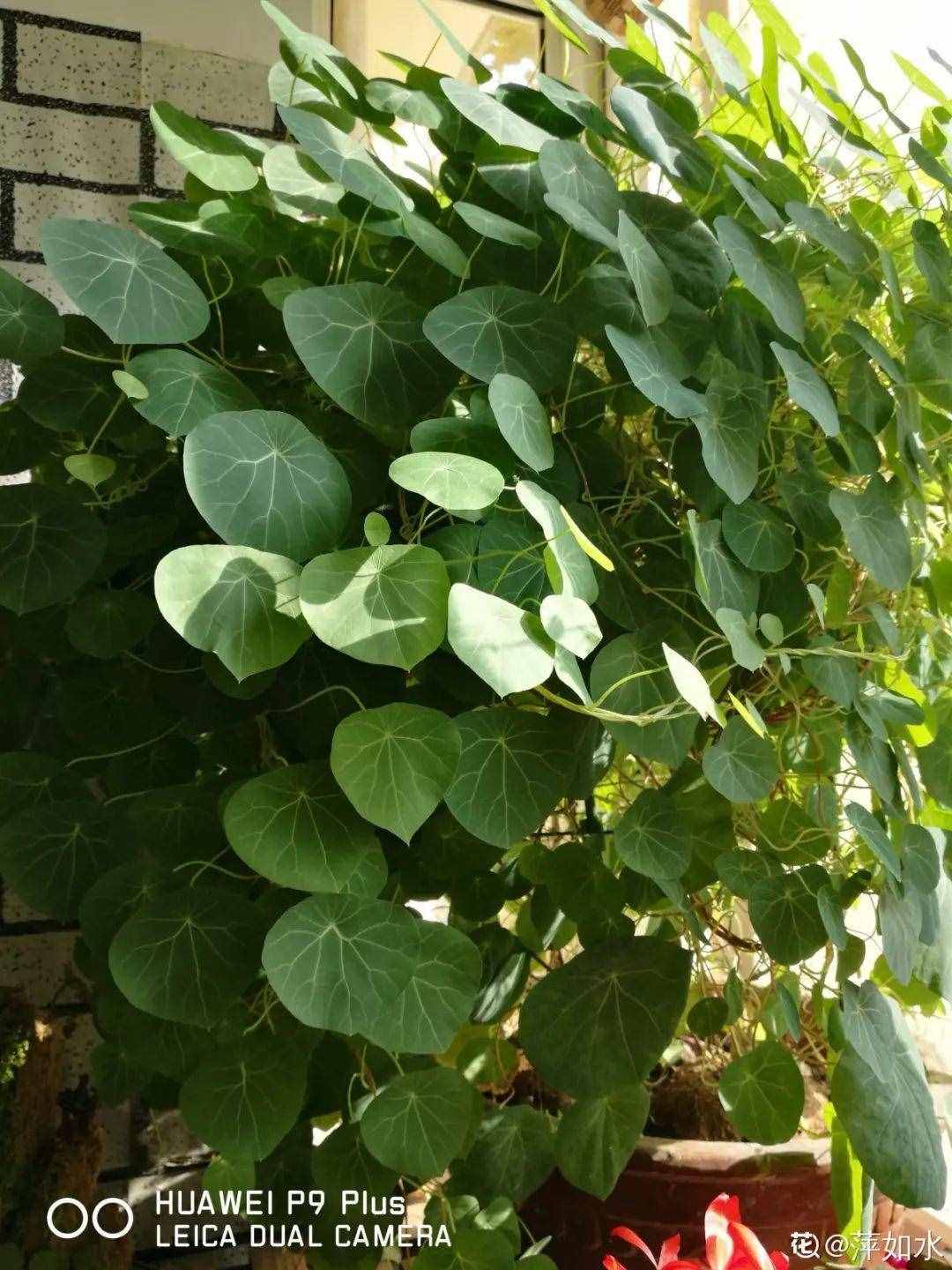 家里養(yǎng)些牽?；?，夏天變成綠窗簾，遮陰特涼快