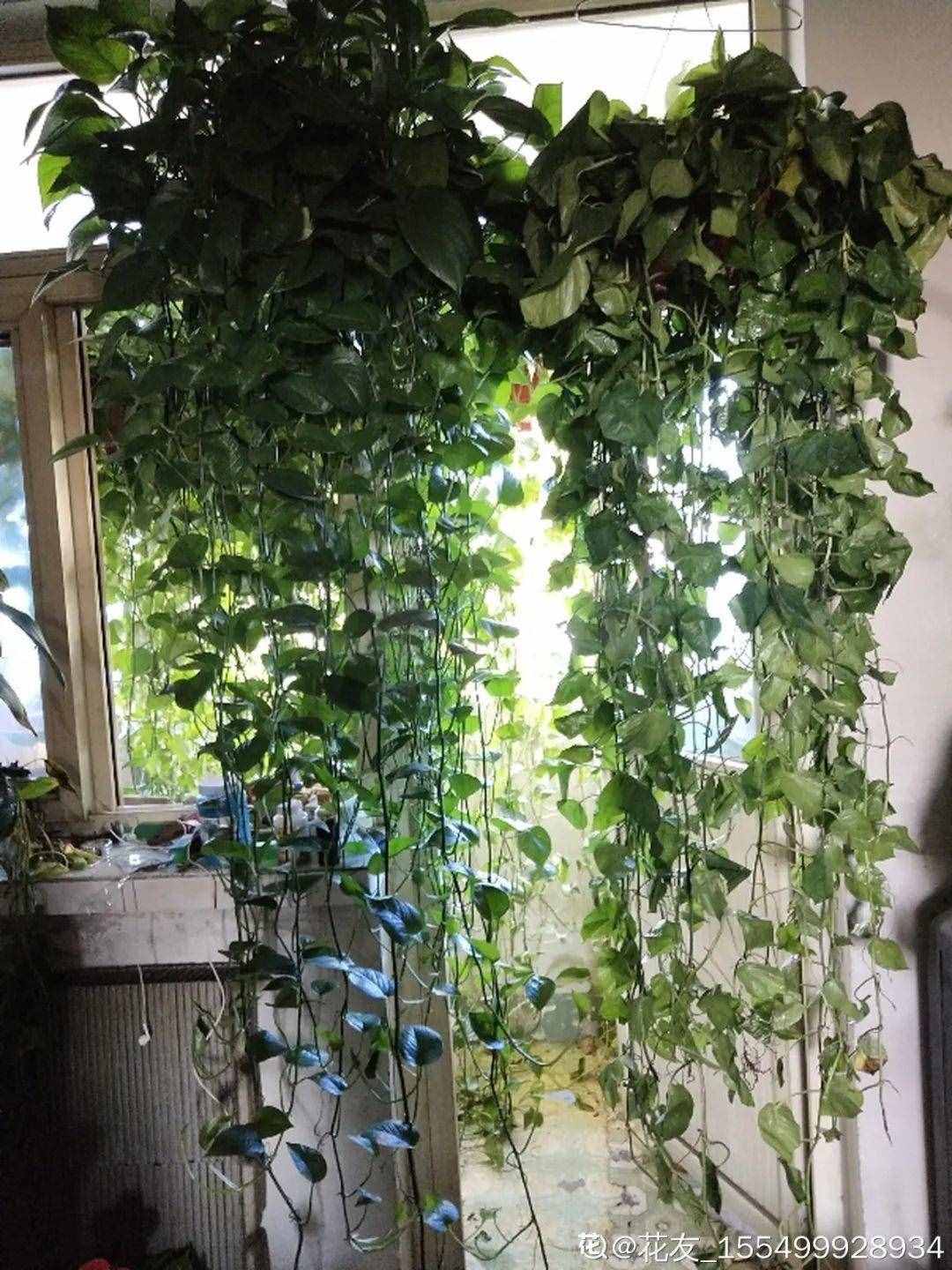 家里養(yǎng)些牽牛花，夏天變成綠窗簾，遮陰特涼快
