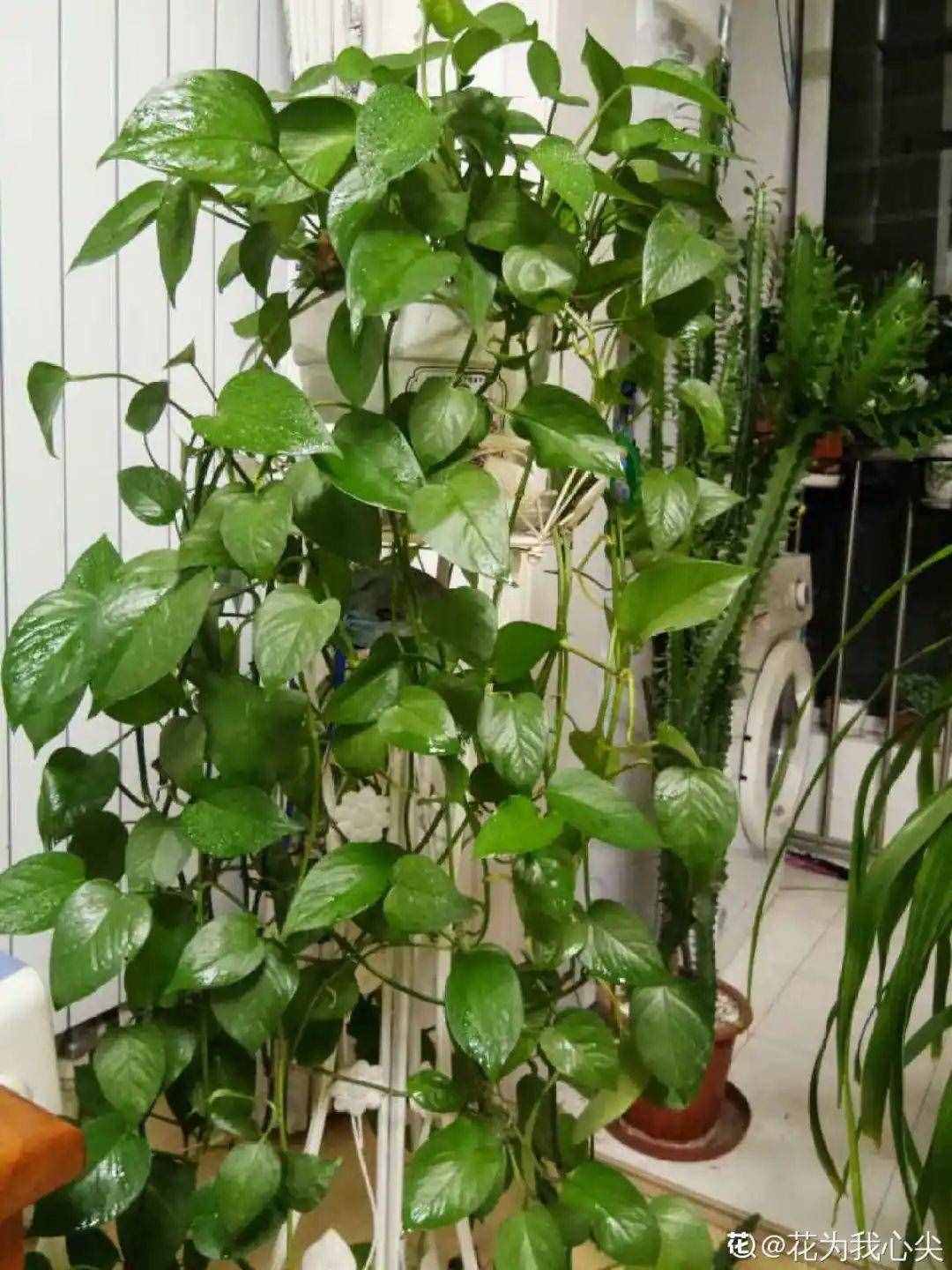 家里養(yǎng)些牽牛花，夏天變成綠窗簾，遮陰特涼快