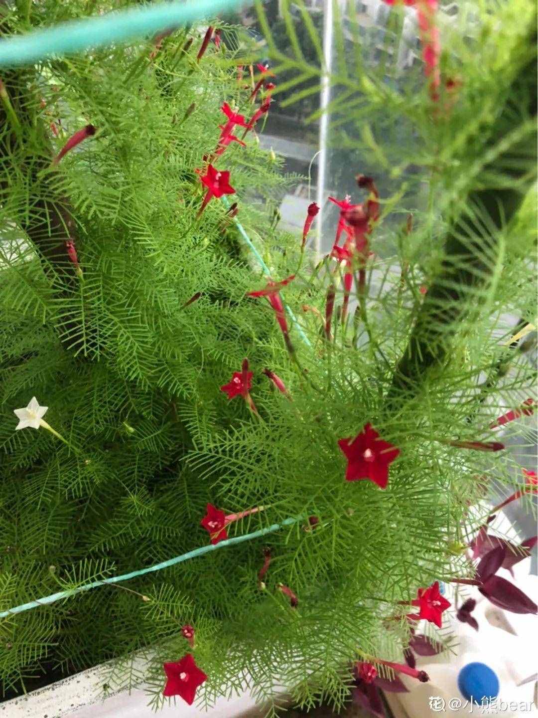 家里養(yǎng)些牽?；?，夏天變成綠窗簾，遮陰特涼快