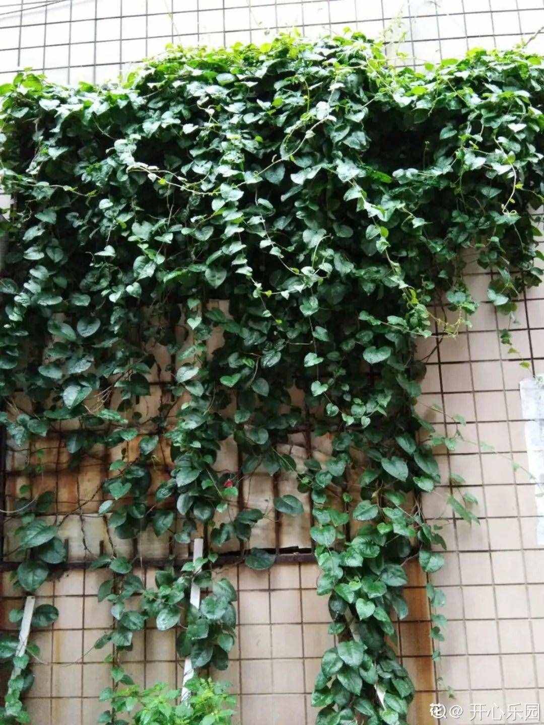 家里養(yǎng)些牽?；?，夏天變成綠窗簾，遮陰特涼快