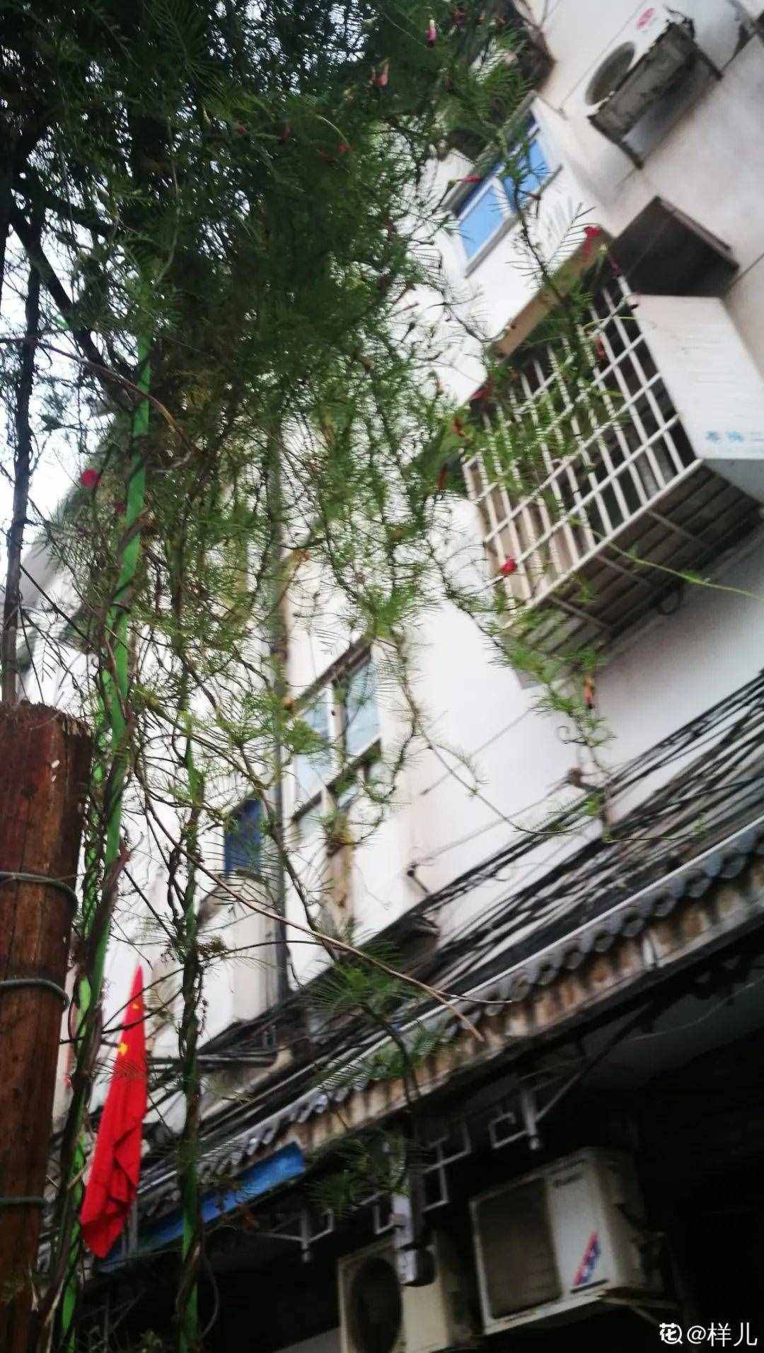 家里養(yǎng)些牽?；?，夏天變成綠窗簾，遮陰特涼快