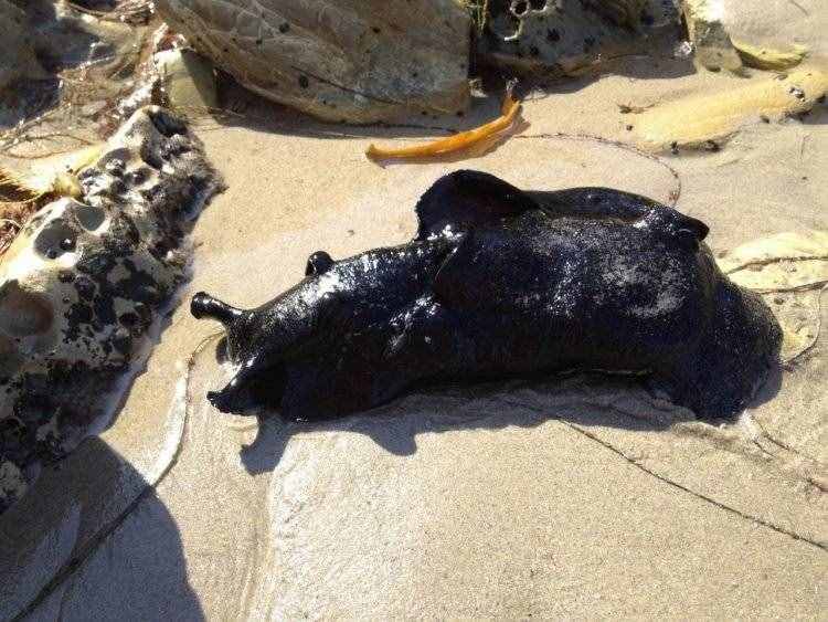 大如兔子的黑海蛞蝓猶如外星生物，看上去軟綿綿卻是制毒高手
