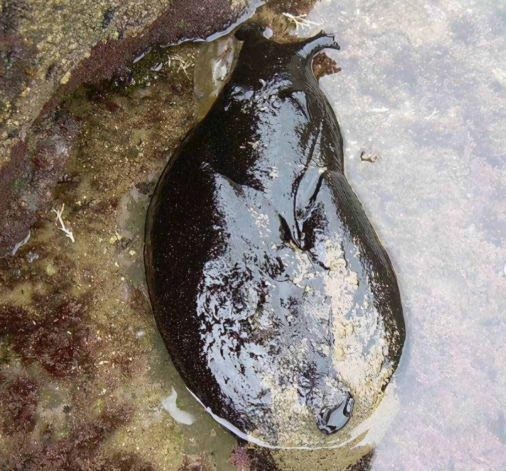 大如兔子的黑海蛞蝓猶如外星生物，看上去軟綿綿卻是制毒高手
