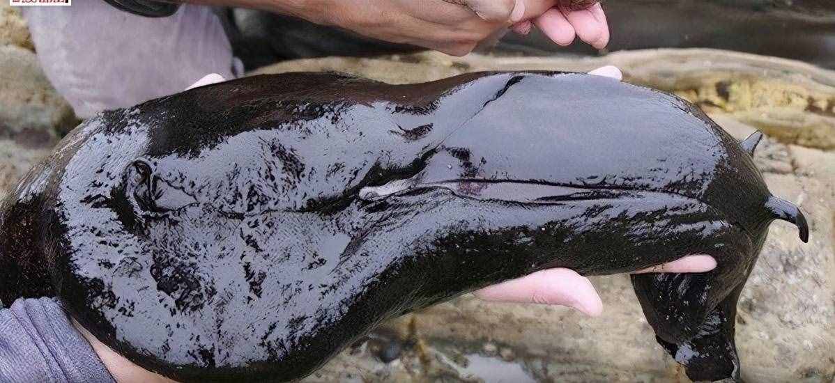 大如兔子的黑海蛞蝓猶如外星生物，看上去軟綿綿卻是制毒高手