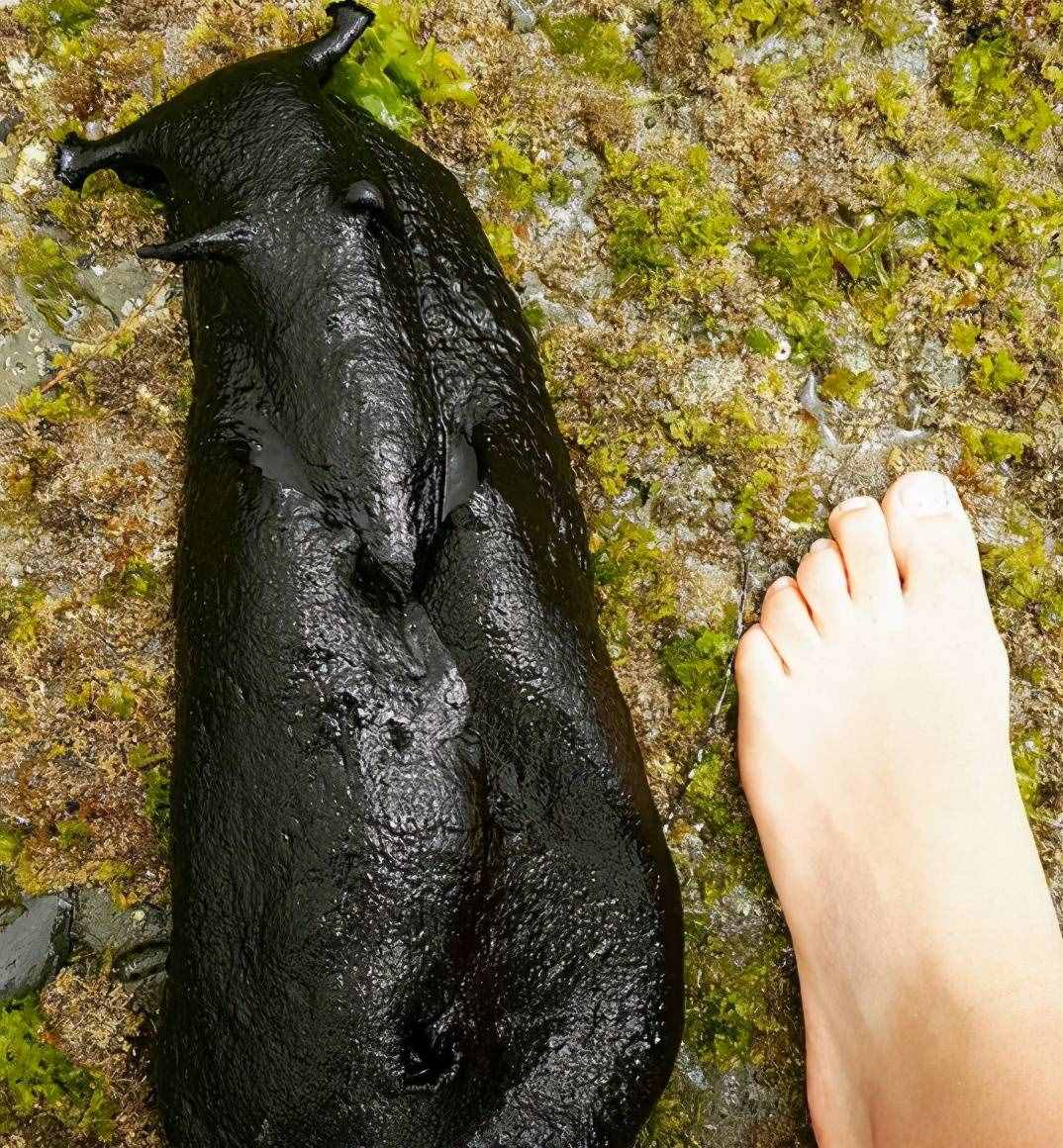 大如兔子的黑海蛞蝓猶如外星生物，看上去軟綿綿卻是制毒高手