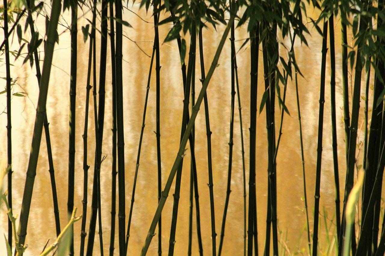 一課譯詞：胸有成竹